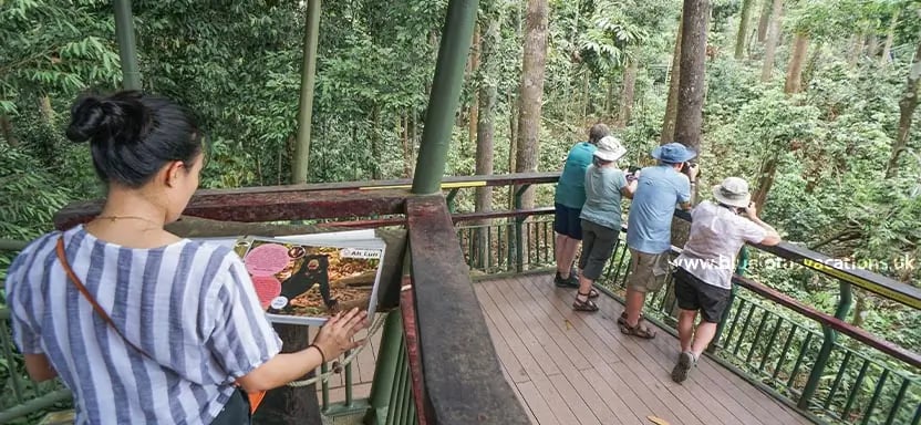 Borneo
