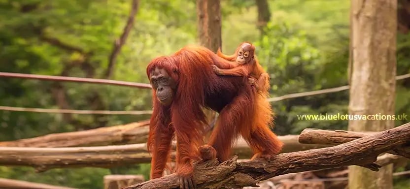 Borneo